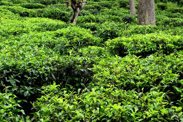 Plantações Chá Sri Lanka — Fotografia de Stock