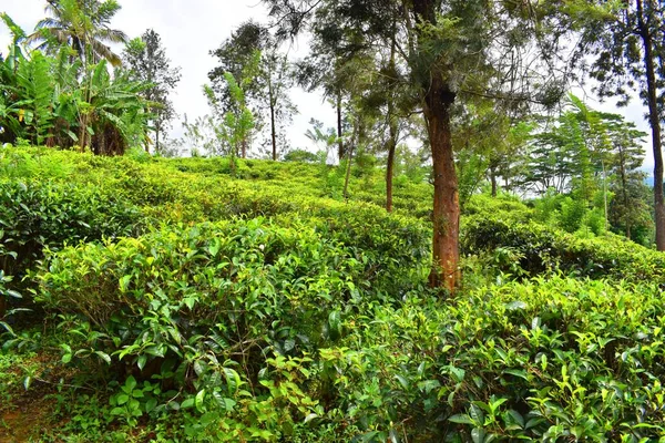 Чайные Плантации Шри Ланки Стоковая Картинка