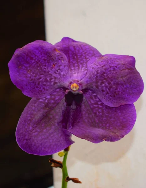 The Orchidaceae are a diverse and widespread family of flowering plants, with blooms that are often colorful and fragrant, commonly known as the orchid family.