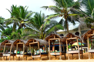 Palmiye ağaçlarının altında güneşlenmiş, Hikkaduwa, Sri Lanka
