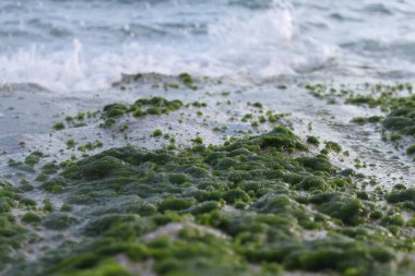 Yosun, Yosun ve Çamur Sahilde Taşlar Arkaplanda Dalgalar