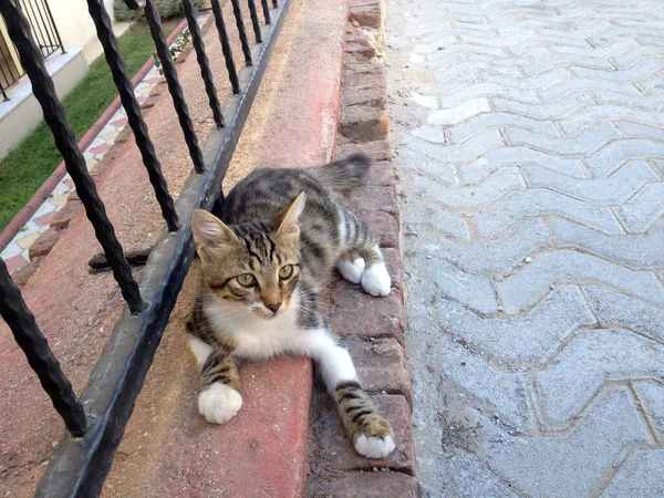 Street Cat Laying in Istanbul, Turkey — Stock Photo, Image
