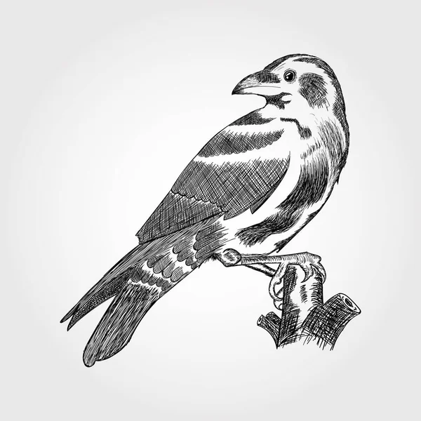 Línea Dibujada Mano Dibujo Vector Pájaro — Foto de Stock