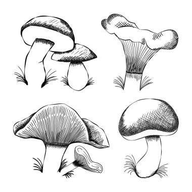 Elle çizilmiş mantar vektör koleksiyonu