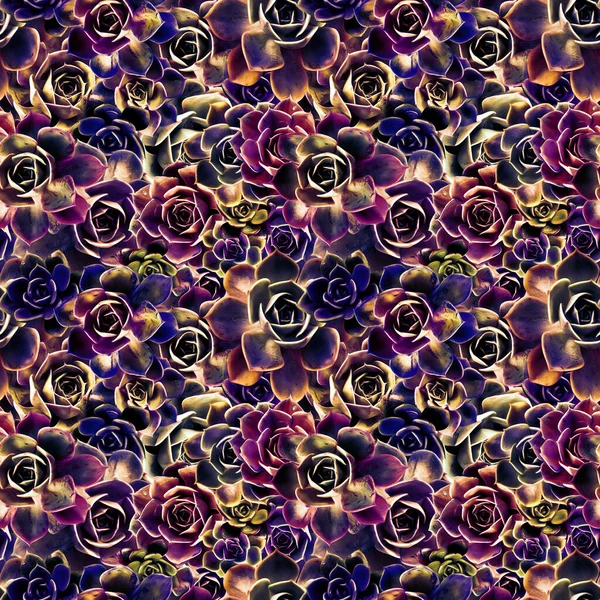Patrón Brillante Colorido Sin Costuras Con Flores Suculentas Coloridas — Foto de Stock