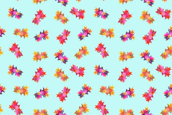 Padrão Brilhante Sem Costura Com Belas Flores Suculentas Coloridas — Fotografia de Stock