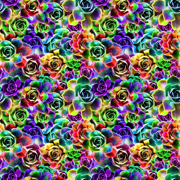Modello Luminoso Colorato Senza Soluzione Continuità Con Fiori Succulenti Colorati — Foto Stock