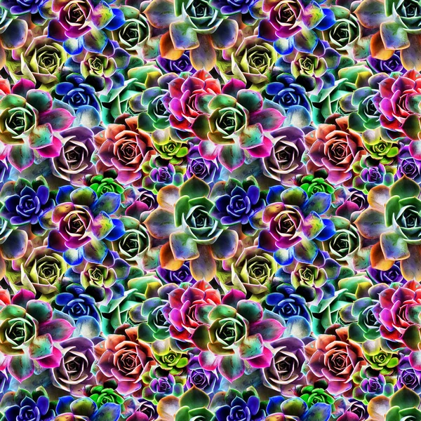 Padrão Brilhante Colorido Sem Costura Com Flores Suculentas Coloridas — Fotografia de Stock