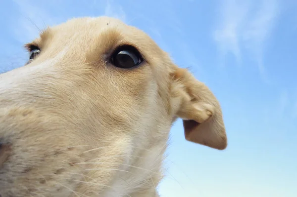 Kameraya Bakan Sevimli Beyaz Köpek Yavrusu — Stok fotoğraf