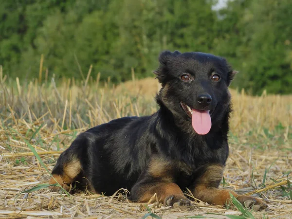 黄色い草の上に横たわる黒い子犬 — ストック写真