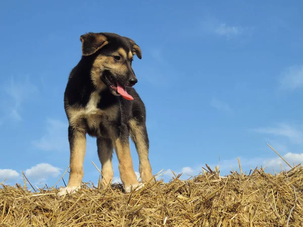 Siyah Sarı Köpek Saman Üzerinde Duruyor — Stok fotoğraf