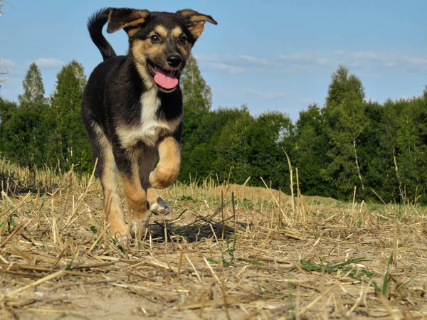 Fekete Sárga Kiskutya Fut Kamera Felé — Stock Fotó