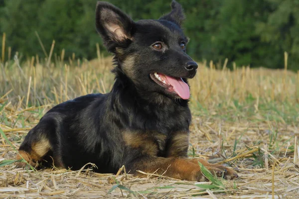 Siyah Köpek Sarı Çimenlerde Yatıyor — Stok fotoğraf