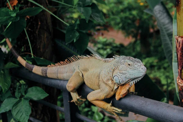 Iguana Salvaje Entre Follaje Verde —  Fotos de Stock