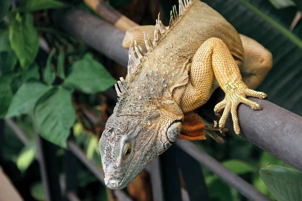 Iguana Salvaje Entre Follaje Verde —  Fotos de Stock