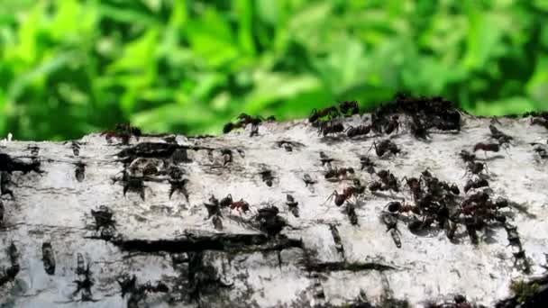 红黑相间的蚂蚁沿着倒下的桦树奔跑 — 图库视频影像