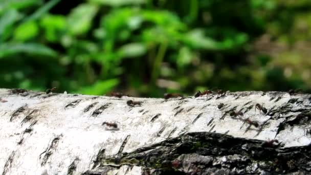 Las Hormigas Rojas Negras Corren Largo Del Abedul Caído Cerca — Vídeos de Stock