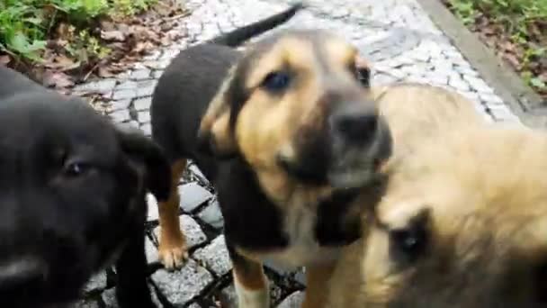 Leuke kleine puppy 's krijgen opgewonden en spelen — Stockvideo