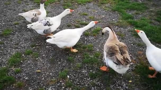 Les oies paissent sur la ferme d'oies dans le village traditionnel — Video