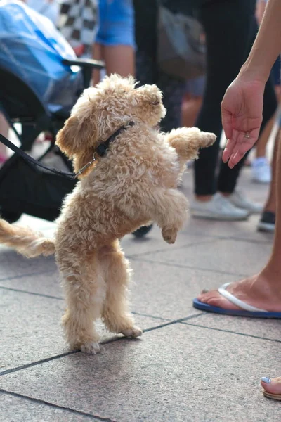 Bouclé Blond Caniche Danse Pour Amusement Des Gens — Photo