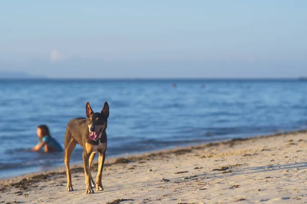 Stray Black Brown Dog Walks Beach — Stock Photo, Image