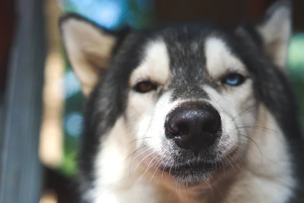 Joyeux Husky Aux Yeux Multicolores Brun Autre Bleu — Photo