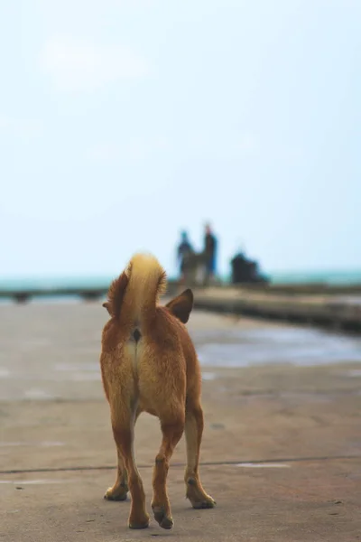 Zabłąkany Pies Spaceruje Betonowym Nasypie Podniesionym Ogonem Widok Tyłu — Zdjęcie stockowe