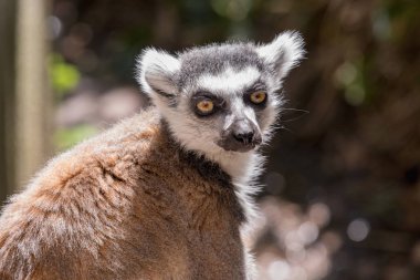 Ring-tailed bir lemur Lemur portresi yakın çekim.