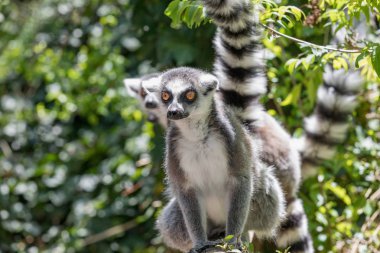 Ring-tailed bir lemur Lemur portresi yakın çekim.