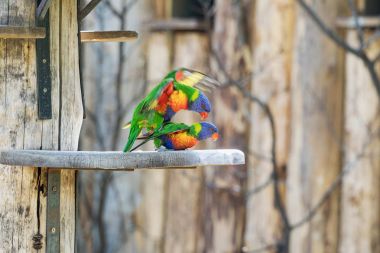 Çift gökkuşağı lorikeets çiftleşme,