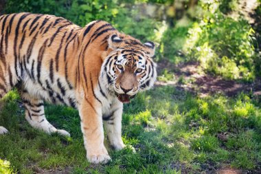 siberian tiger portresi