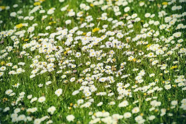 Kwitnące łąki z stokrotki — Zdjęcie stockowe