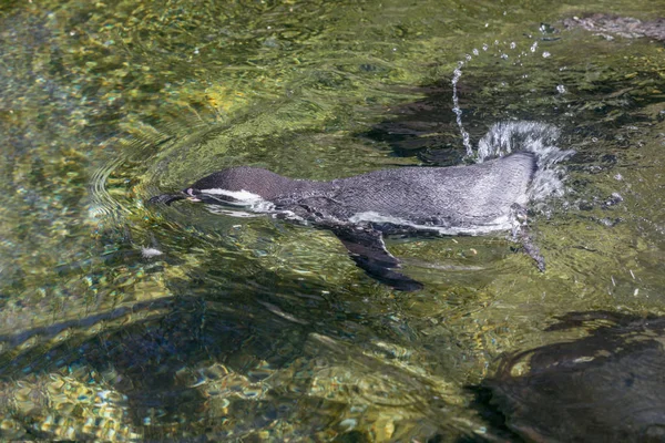 Dettaglio ritratto di un pinguino. Pinguino sulla roccia vicino all'acqua . — Foto Stock