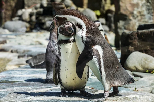 Retrato detalhado de um pinguim. Dois pinguins com um bico no meio, à procura de um par de pinguins . — Fotografia de Stock