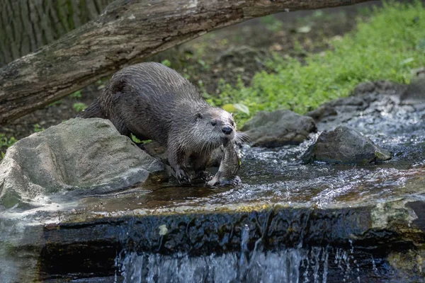 Brown otter looking away from the camera — Stock Photo, Image