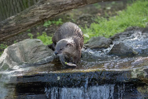 Brown otter looking away from the camera — Stock Photo, Image