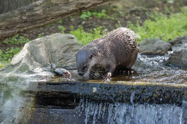 カメラから離れて見て茶色のカワウソ — ストック写真