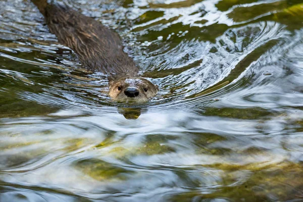 Brown otter looking away from the camera — Stock Photo, Image