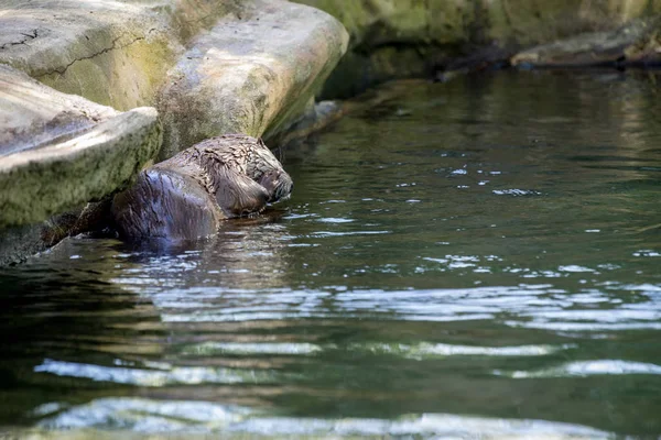 Bruin otter op zoek weg van de camera — Stockfoto