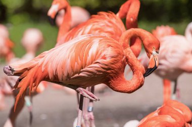 Amerikan flamingo - phoenicopterus ruber - güzel kırmızı boyalı kuş