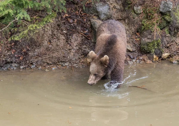 Dospělé samice hnědý medvěd skáče do vody. Polykejte medvědů. Pohled na detail medvědů v jezeře. Portrét medvěd hnědý. — Stock fotografie
