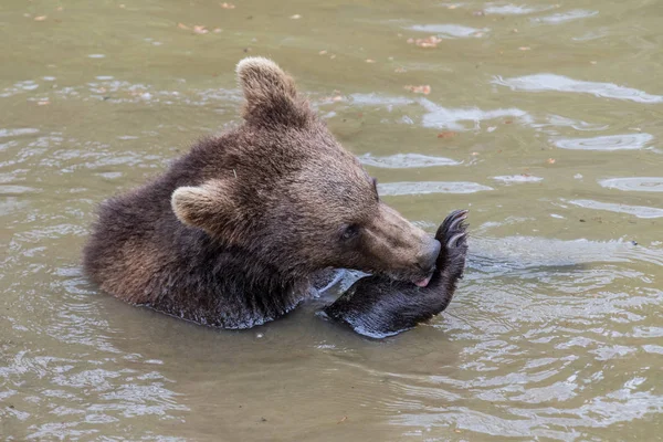 A bear brown bear sits in the water and licks his front paw. Baby Brown Bear. Ursus arctos. — Stock Photo, Image