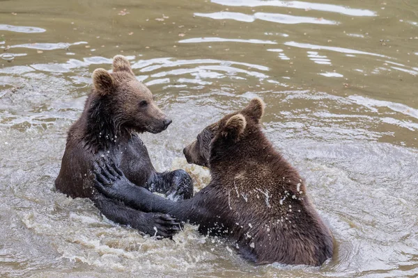 两个棕色的熊崽玩水。棕色的熊特写肖像。婴儿的棕色的熊。熊. — 图库照片