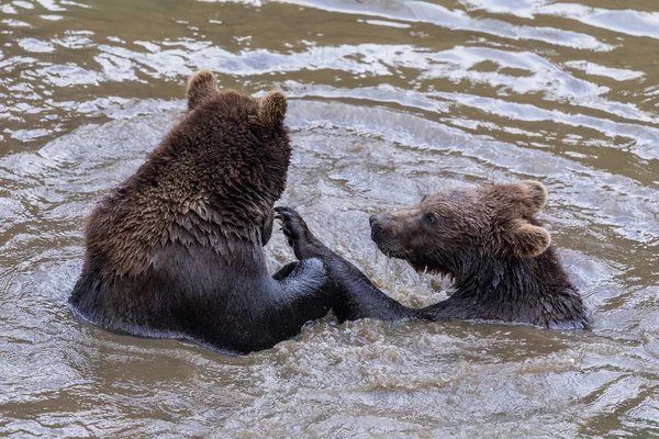 Two brown bear pups play in the water. Closeup portrait of brown bear. Baby Brown Bear. Ursus arctos. — Stock Photo, Image