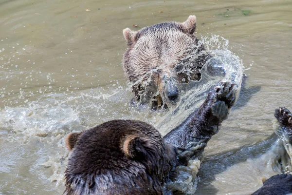 Casal de ursos castanhos a abraçar-se na água. Dois ursos pardos brincam na água . — Fotografia de Stock