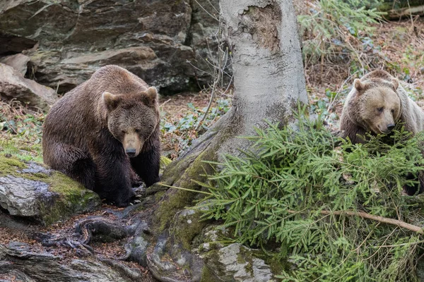 Пара медведей. Два бурых медведя в лесу. Большой коричневый медведь. Урсус дугообразный . — стоковое фото