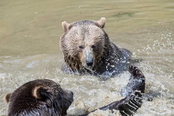 Brown bear couple cuddling in water. Two brown bears play in the water.