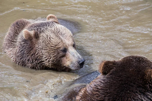 Brown bear couple cuddling in water. Two brown bears play in the water. — Stock Photo, Image