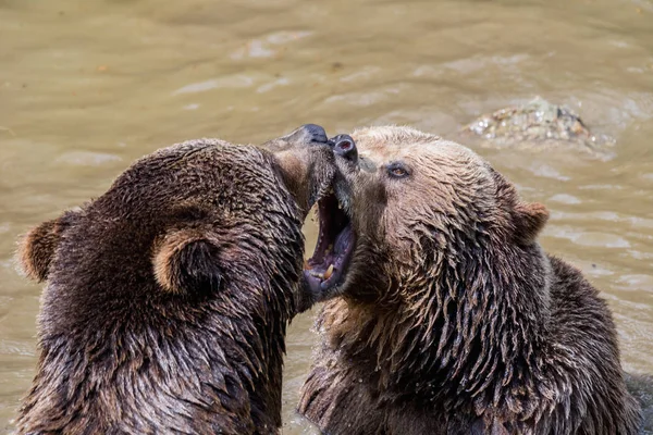 Brown bear couple cuddling in water. Two brown bears play in the water. — Stock Photo, Image