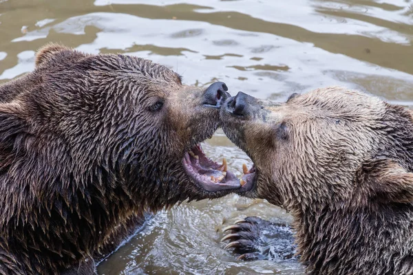 棕色的熊夫妇拥抱在水中。两个棕色的熊玩水. — 图库照片